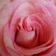 ursula rose_quintessenz